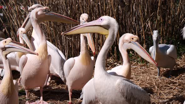 Group of Pelicans resting outdoors between straw field during sunlight,static slow motion