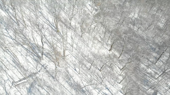 Aerial of Snow Trees in Mountain Wilderness