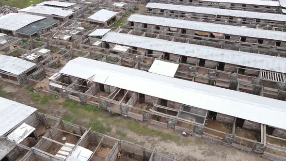 Dogs at the Shelter. Aerial View Slow Motion