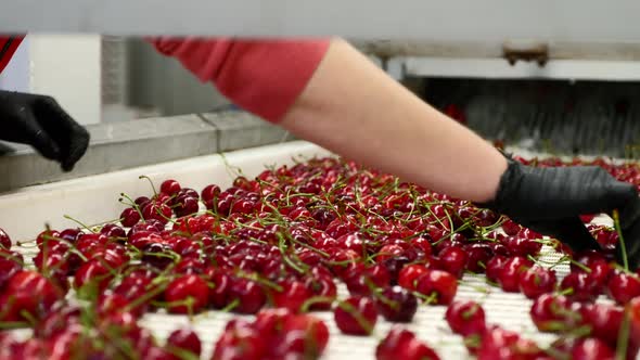 Professional Conveyor Workers in Gloves Filter Wild Cherries