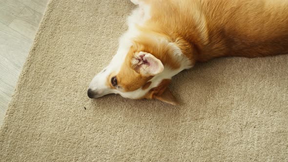 Corgi Dog Portrait