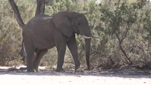 Elephant in the shadow of a tree 