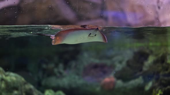 Small Stingray Swimming in an Aquarium