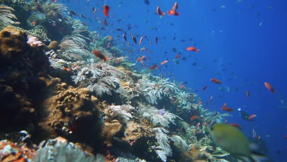 incredible coral reef underwater in Indonesia. camera swims along the reef to discover the healthy e