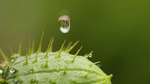 Drop of water falls on garden fruit