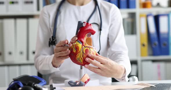 Cardiologist Shows Anatomy of the Heart on Model