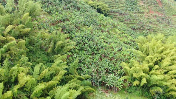 Banana Plantations in the Mountains