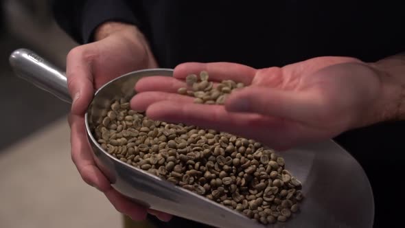 Coffee beans on metal scoop inspected by slim male hands before entering the roasting step, Close up