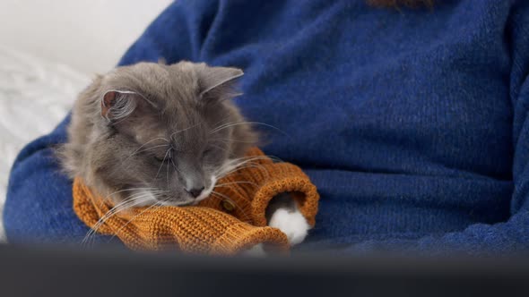 Fluffy Gray Cat Sleeps in the Arms of His Owner