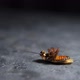 Cockroach Lies on Its Back with Its Paws Up and Turns - VideoHive Item for Sale
