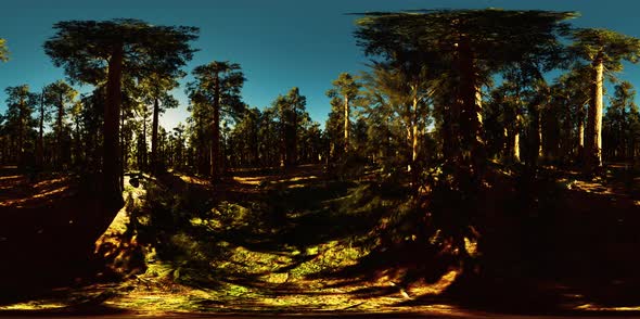 VR360 in Sequoia National Park