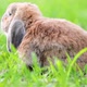 Lop-Eared Rabbit Jumps on The Lawn and Chews the Grass. Rabbit in The Natural Habitat. - VideoHive Item for Sale