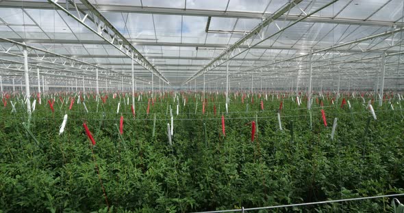 Hydroponics culture. Tomatoes growing under green houses in southern France.