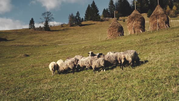 Funny Sheeps at Mountain Hills Aerial