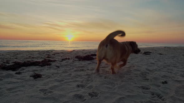 Alone Dog On The Beach