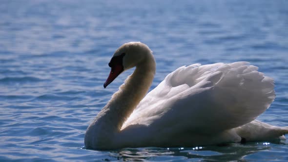 Huge White Swan Swims in a Clear Mountain Lake with Crystal Clear Blue Water. Switzerland