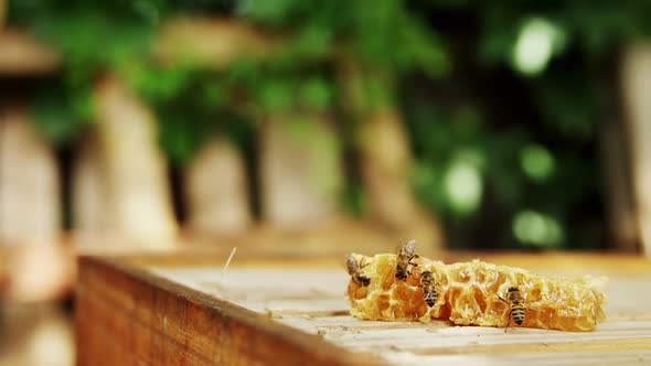 Bees on a piece of fresh honeycomb