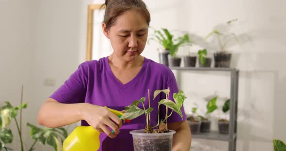 Slow motion happy Asian woman watering for house plant in pot. Home recreation activity.