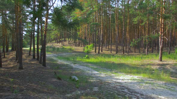 The Path In The Forest