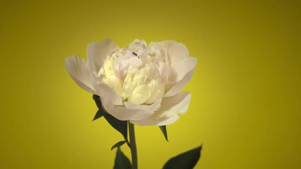 Timelapse Spring Flowering White Peonies Blooming Isolated on Yellow Background