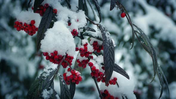 Berry Bushes In Winter With Snow Falling