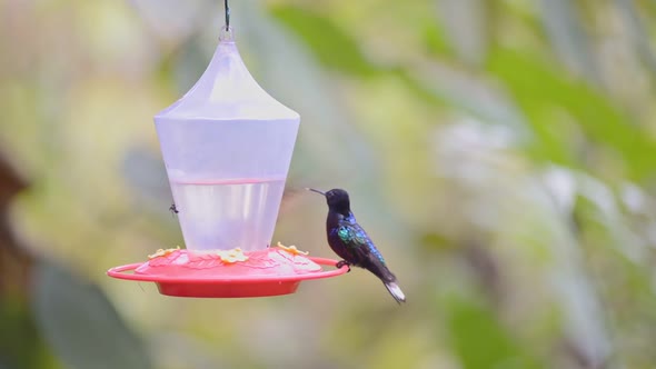 A Flock Of Velvet-Purple Coronet Hummingbirds Resting On The Hanging Bird Feeder In The Cloud Forest