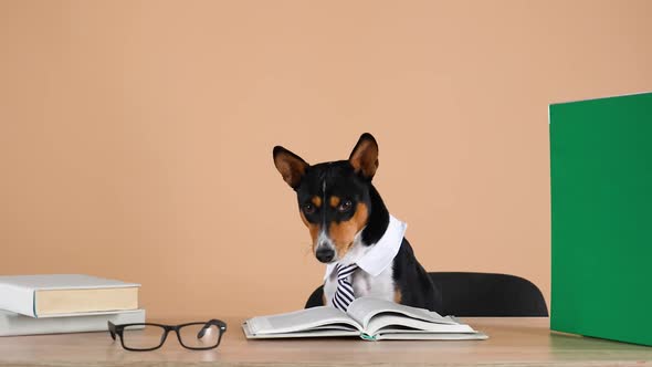 Basenji Wearing a Collar and a Striped Tie Sits at a Work Table on Which are Books and Glasses