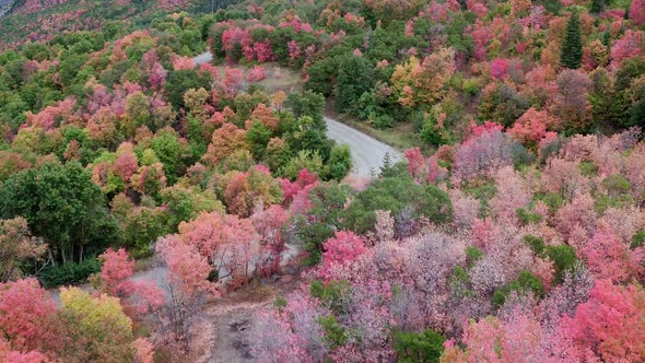 Aerial view of a forest of colorful fall trees and a road