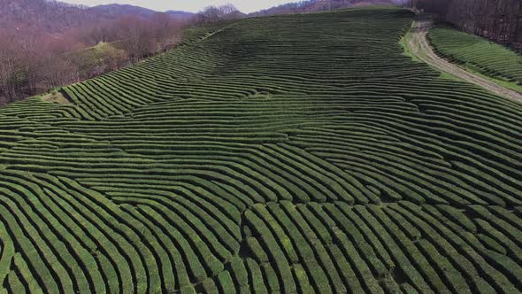 Top View of Green Shrubs of Whole Tea, the Trees Are Planted Close To Each Other
