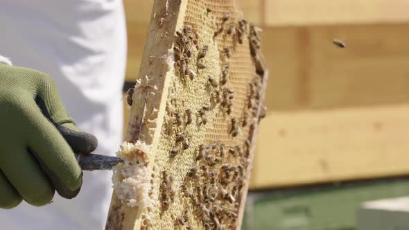 BEEKEEPING - Beekeeper scraping wax from a beehive frame, slow motion close up