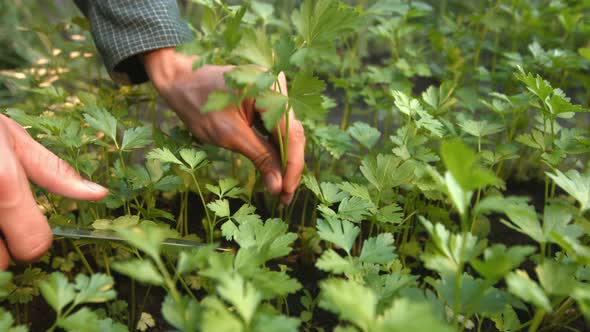 Growing parsley