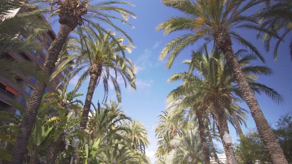 Palm Alley in the Park. Walk Between the Palm Trees in the Park, the View From the Bottom To the Top