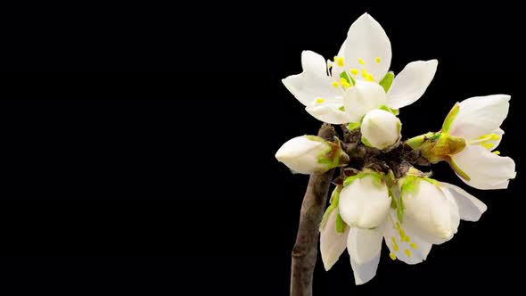 Almond Blossom Timelapse Isolated 8