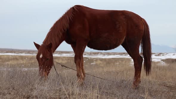 Grazing Horse In Winter