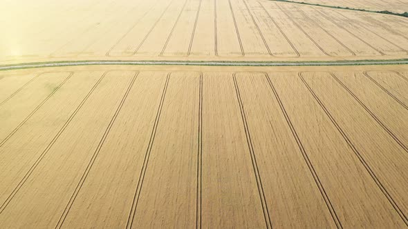 Aerial Video Flying Over Yellow Grain Wheat Field