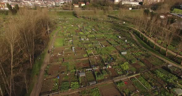 Drone Footage Vegetable Farm