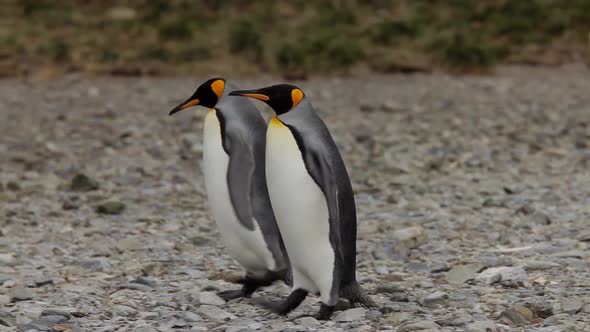 King Penguins On South Georgia Island