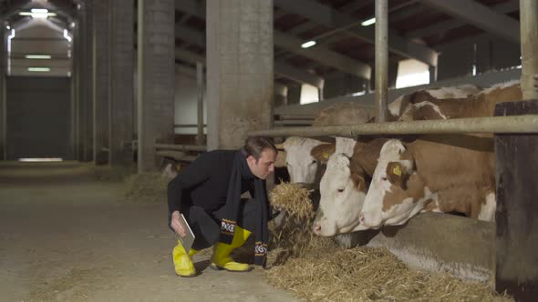 Cow milk farm. Farmer working with tablet.