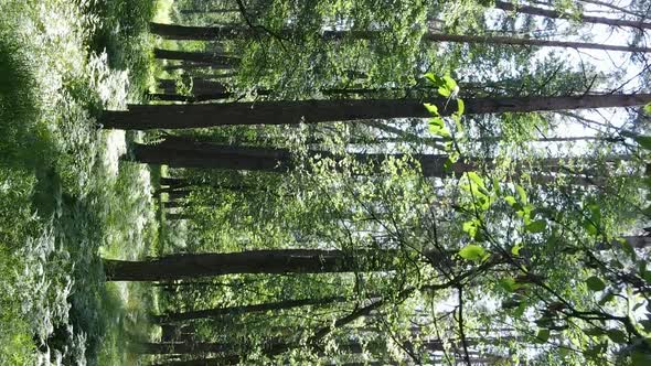 Vertical Video Aerial View Inside a Green Forest with Trees in Summer