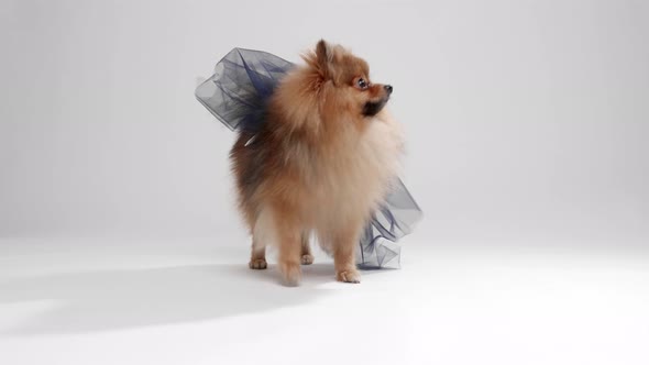 Funny dressed Pomeranian Spitz