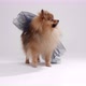 Funny dressed Pomeranian Spitz - VideoHive Item for Sale