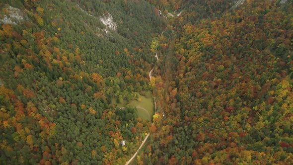 Autumn Forest