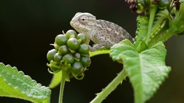 Baby Chameleon in a Branch