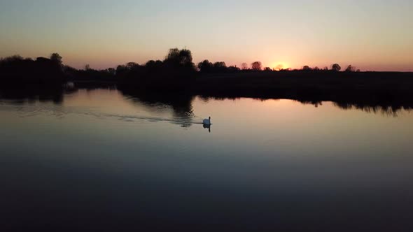 A solitary swan floats in the lake