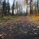 Path Strewn with Autumn Leaves - VideoHive Item for Sale