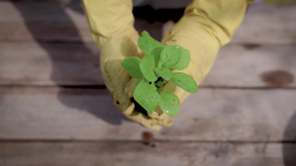 Close-up. The Process of Planting Plant Pots in Pots. Green Seedlings Are Planted in the Prepared