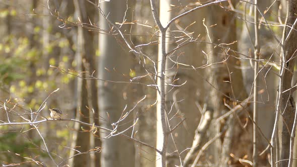 A Warbler Bird Flying And Perches On A Forest Tree Branch, Migrant Songbird During Summer