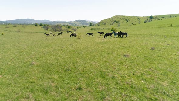 Flight Over Wild Horses Herd on Mountain Meadow