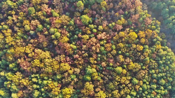 Aerial Drone View Autumn Mixed Forest Yellow Deciduous Trees