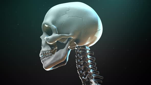 Skeleton Skull